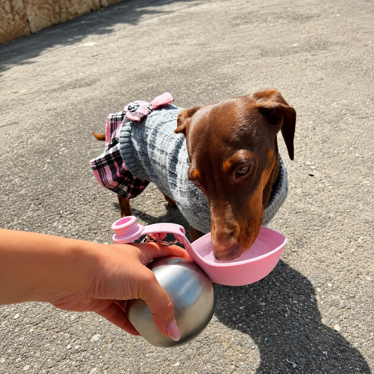 Dachshund drinking from the Pawsport foldable bowl on a walk