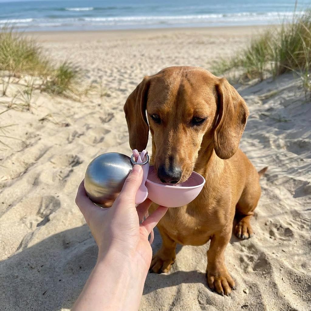 Dog drinking water from the portable 2-in-1 bottle and bowl on a beach walk